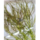 Погостемон Октопус (Pogostemon sp. «Octopus»)