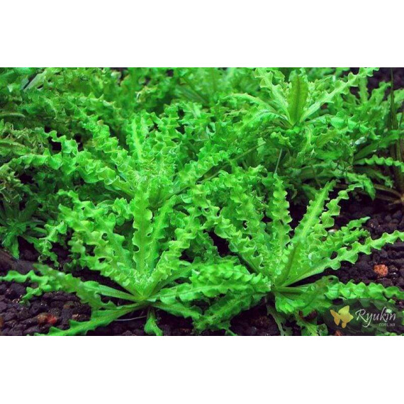 Погостемон Хелфери (Pogostemon Helferi)