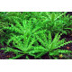 Погостемон Хелфери (Pogostemon Helferi)