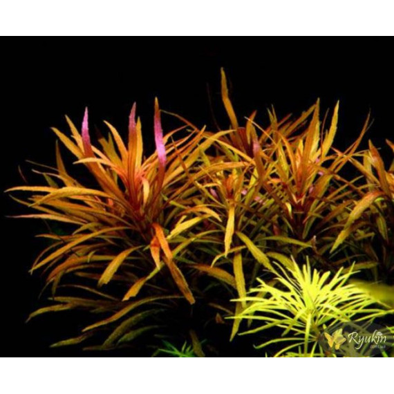 Погостемон Кимберли (Pogostemon sp. Kimberley)