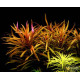 Погостемон Кимберли (Pogostemon sp. Kimberley)
