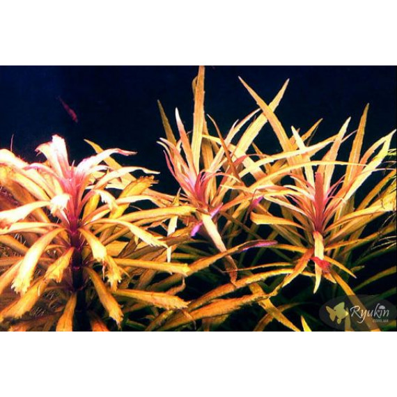 Погостемон Кимберли (Pogostemon sp. Kimberley)
