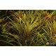 Погостемон Кимберли (Pogostemon sp. Kimberley)