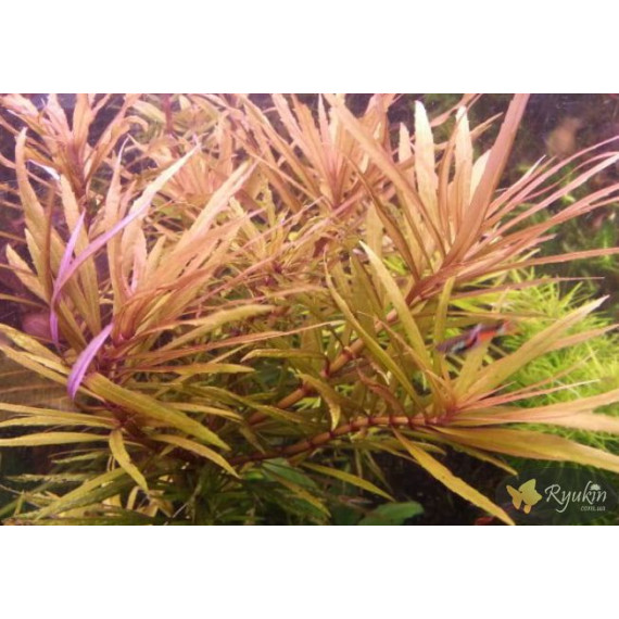 Погостемон Кимберли (Pogostemon sp. Kimberley)