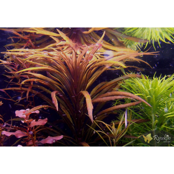 Погостемон Кимберли (Pogostemon sp. Kimberley)