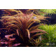 Погостемон Кимберли (Pogostemon sp. Kimberley)