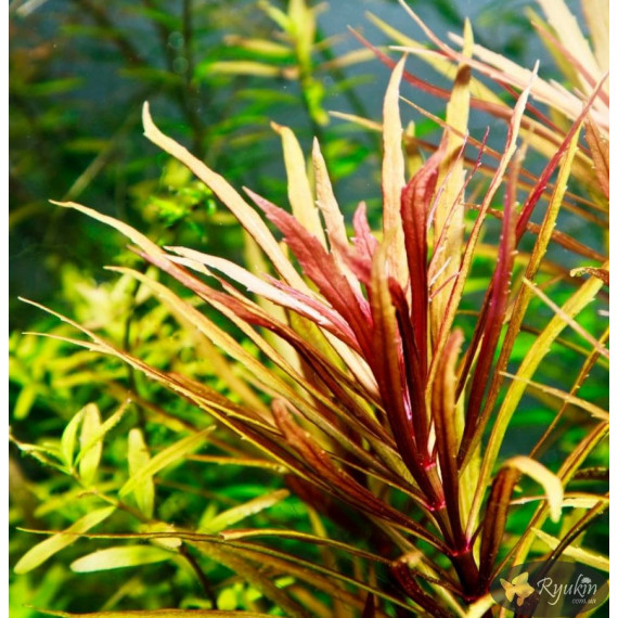 Погостемон Кимберли (Pogostemon sp. Kimberley)