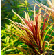 Погостемон Кимберли (Pogostemon sp. Kimberley)