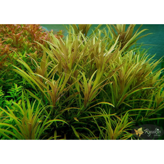 Погостемон Кимберли (Pogostemon sp. Kimberley)