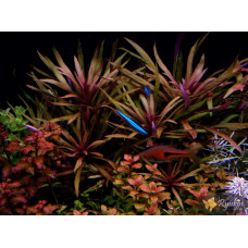 Погостемон Кімберлі (Pogostemon sp. Kimberley)