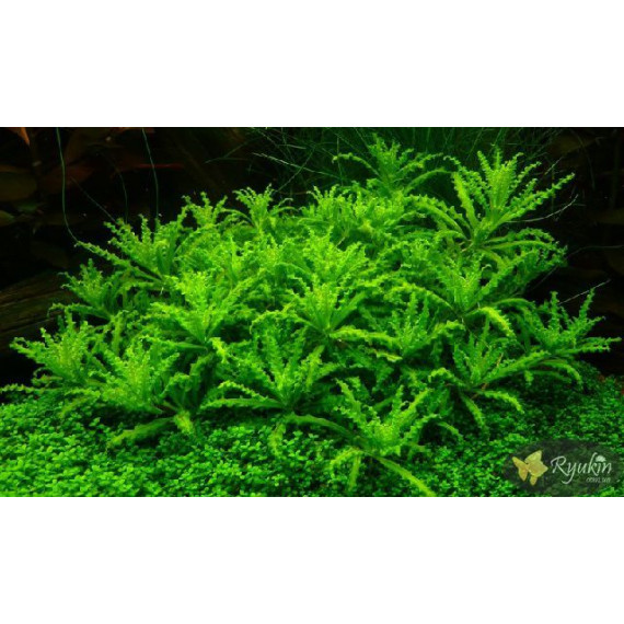Погостемон Хелфери (Pogostemon Helferi)