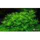Погостемон Хелфери (Pogostemon Helferi)