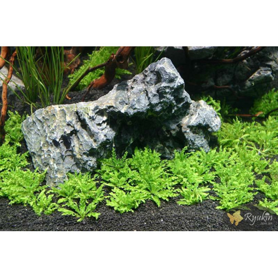 Погостемон Хелфери (Pogostemon Helferi)