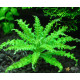 Погостемон Хелфери (Pogostemon Helferi)