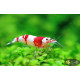 Креветка Червоний Крісталл (Crystal Red Shrimp)