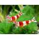 Креветка Червоний Крісталл (Crystal Red Shrimp)
