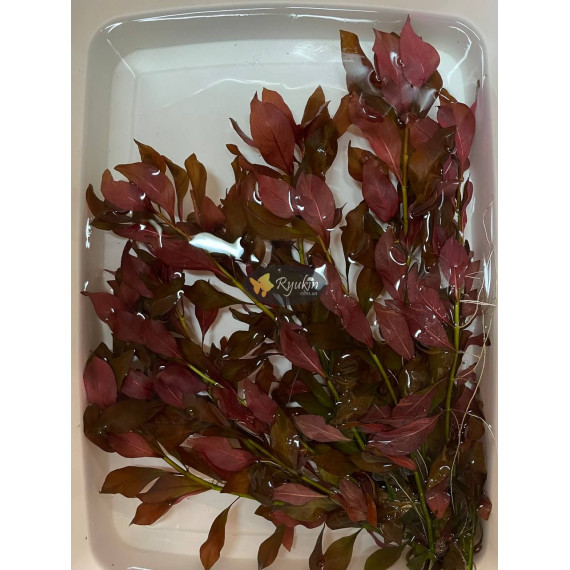 Людвігія Рубін (Ludwigia Repens Rubin)