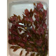 Людвігія Рубін (Ludwigia Repens Rubin)