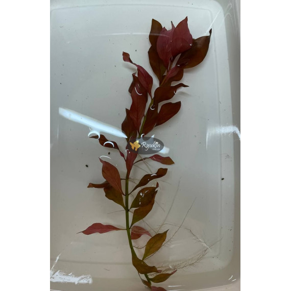 Людвігія Рубін (Ludwigia Repens Rubin)