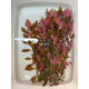 Людвігія Рубін (Ludwigia Repens Rubin)