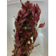 Людвігія Рубін (Ludwigia Repens Rubin)