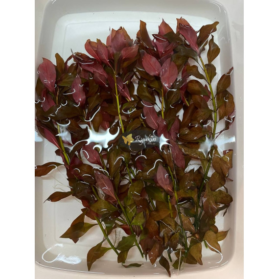 Людвігія Рубін (Ludwigia Repens Rubin)