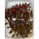 Людвігія Рубін (Ludwigia Repens Rubin)