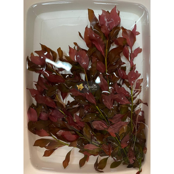 Людвігія Рубін (Ludwigia Repens Rubin)