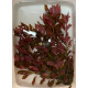 Людвігія Рубін (Ludwigia Repens Rubin)