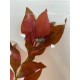 Людвігія Рубін (Ludwigia Repens Rubin)