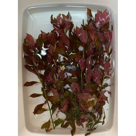 Людвігія Рубін (Ludwigia Repens Rubin)