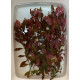 Людвігія Рубін (Ludwigia Repens Rubin)