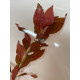 Людвігія Рубін (Ludwigia Repens Rubin)