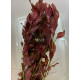 Людвігія Рубін (Ludwigia Repens Rubin)