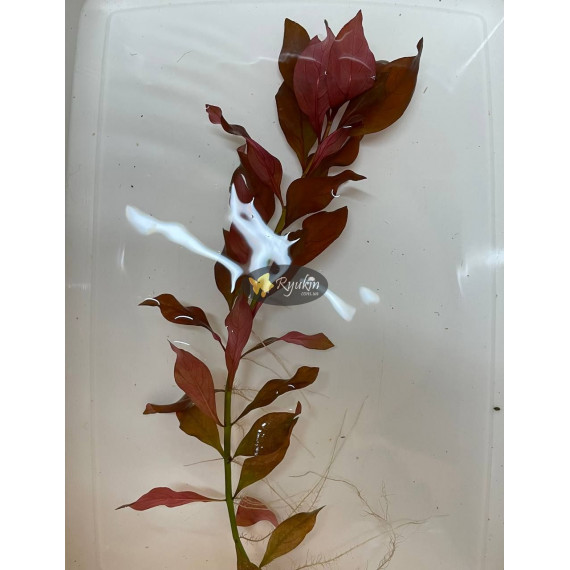 Людвігія Рубін (Ludwigia Repens Rubin)
