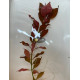 Людвігія Рубін (Ludwigia Repens Rubin)