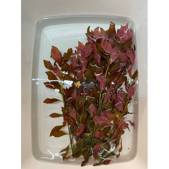 Людвігія Рубін (Ludwigia Repens Rubin)