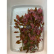 Людвігія Рубін (Ludwigia Repens Rubin)