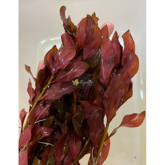Людвігія Рубін (Ludwigia Repens Rubin)