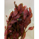 Людвігія Рубін (Ludwigia Repens Rubin)