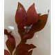 Людвігія Рубін (Ludwigia Repens Rubin)