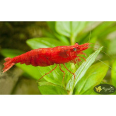 Креветка Сакура (Neocaridina heteropoda var. Sakura)