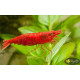 Креветка Сакура (Neocaridina heteropoda var. Sakura)