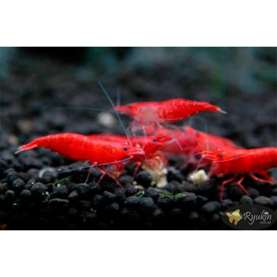 Креветка Сакура (Neocaridina heteropoda var. Sakura)