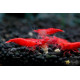 Креветка Сакура (Neocaridina heteropoda var. Sakura)