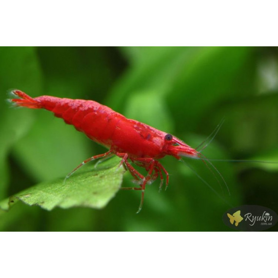 Креветка Сакура (Neocaridina heteropoda var. Sakura)