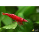 Креветка Сакура (Neocaridina heteropoda var. Sakura)