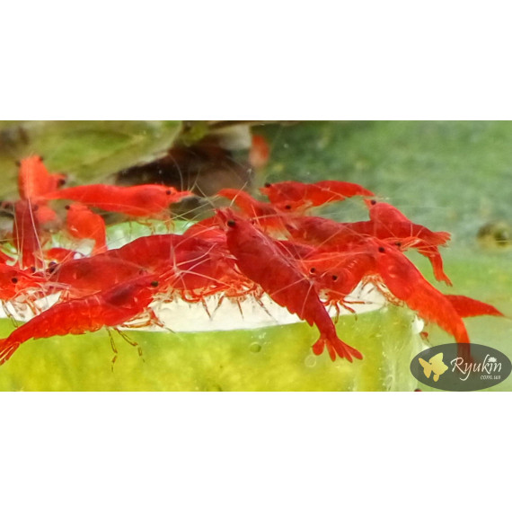 Креветка Сакура (Neocaridina heteropoda var. Sakura)