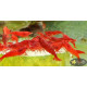 Креветка Сакура (Neocaridina heteropoda var. Sakura)