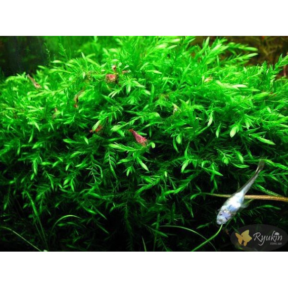 Мох Віллоу, Мох Фонтіналіс, Willow Moss (Fontinalis antipyretica)